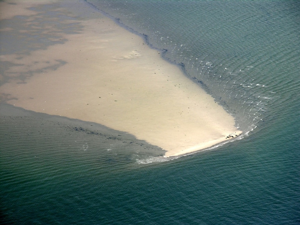 45 Zeehonden