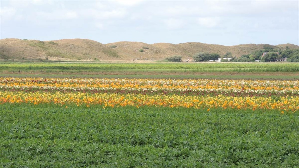 15 Texel