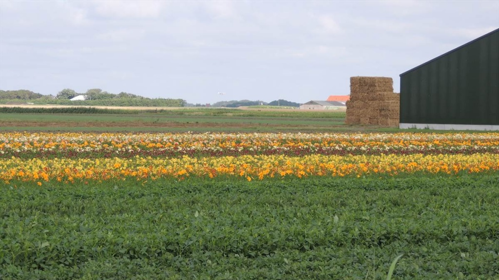 16 Texel