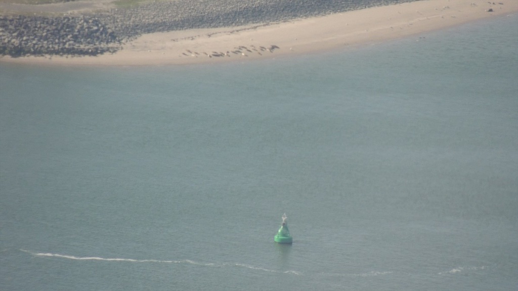 28 Zeehonden!