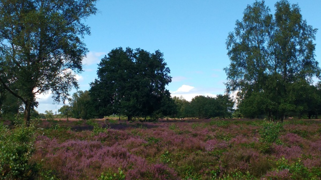 Hoorneboegse heide